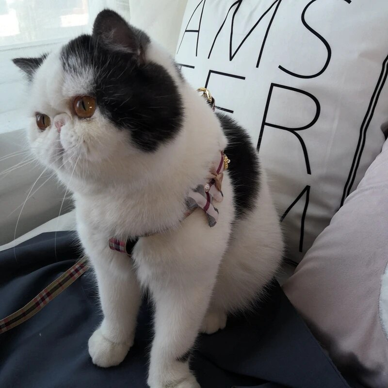2pcs/set Pet Vest Lovely Colla - огляд і ціна Off White Belt